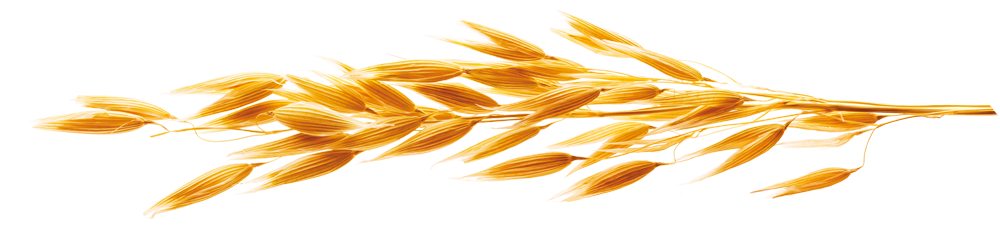 wheat Image left